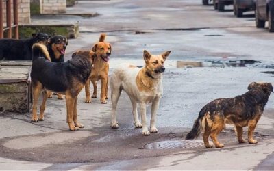 Ποιοι Δήμοι χρηματοδοτούνται για τη λειτουργία καταφυγίων αδέσποτων ζώων (λίστα)