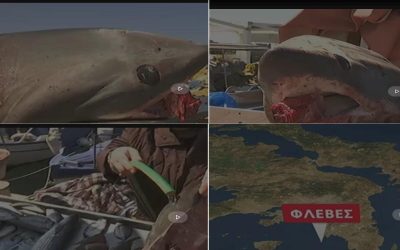 ΨΑΡΕΨΑΝ ΚΑΡΧΑΡΙΑ ΑΝΟΙΧΤΑ ΤΗΣ ΓΛΥΦΑΔΑΣ