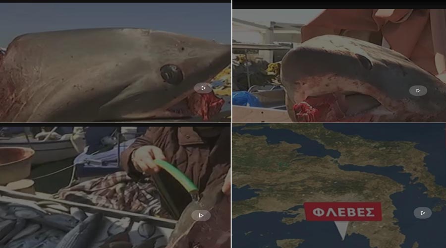 ΨΑΡΕΨΑΝ ΚΑΡΧΑΡΙΑ ΑΝΟΙΧΤΑ ΤΗΣ ΓΛΥΦΑΔΑΣ